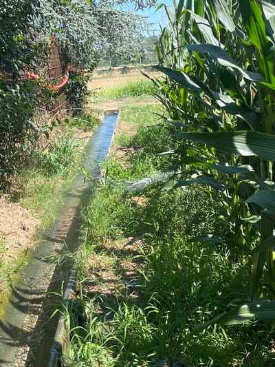 The image depicts an irrigation ditch running through a field, bordered by corn stalks on the right and dense foliage and a rusty metal fence on the left. The ditch contains clear water, with some vegetation growing along its edges and within the water. In the background, a cultivated field can be seen under a clear blue sky. The scene is consistent with a rural agricultural setting in Castiglione delle Stiviere, Italy.