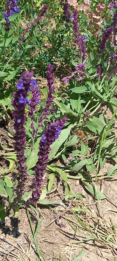 A bee with striped brown and yellow body is captured in flight near purple flowers and green foliage. The bee is in focus and positioned in the center right of the image. The flowers are arranged in vertical spikes, with some of them in focus and others blurred. The background consists of dry soil and sparse vegetation. The lighting suggests a sunny day. The scene is located in Zolota Poliana, Ukraine.