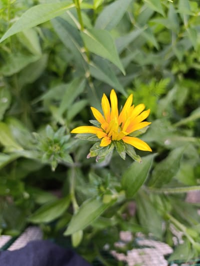 This media file is a close-up shot of a vibrant yellow flower surrounded by lush green foliage. The flower is the primary subject, with its delicate petals unfurling and a central bud still forming. The background is a blur of green leaves, suggesting a natural setting like a garden or meadow. The lighting appears to be natural, likely daylight, with soft illumination. There are no visible people or objects other than the flower and the surrounding plant life. The image doesn't depict any specific activity or event. The focus is purely on the beauty and detail of the single yellow flower. There is no visible text in the image.