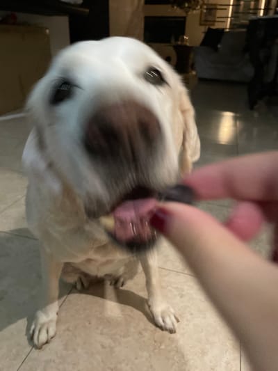 This image depicts an indoor scene in Coatzacoalcos, Mexico. A light-colored dog, appearing to be a Labrador Retriever or similar breed, is positioned centrally, low to the ground. Its head is blurred from motion as it lunges forward with its mouth open and tongue extended, attempting to receive a small, dark-colored treat. The treat is held between the thumb and forefinger of a human hand, visible in the lower right quadrant. The human hand exhibits manicured nails painted with dark red polish. The dog's eyes are visible, reflecting ambient light. The environment consists of a light-colored tiled floor and an out-of-focus background displaying indistinct indoor furnishings and lighting, consistent with a domestic setting.