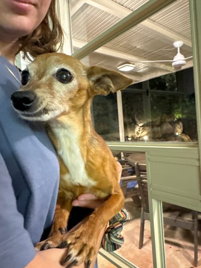 A close-up shot features a tan dog resting on a person's chest. The dog has large, expressive eyes and one ear standing up. Part of a woman's face and hair are visible on the left. The person is wearing a light purple shirt. Background includes a screened-in porch area with a ceiling fan, foliage visible through the screen, and glimpses of outdoor furniture. The dog's paws are prominently displayed near the person's hand.