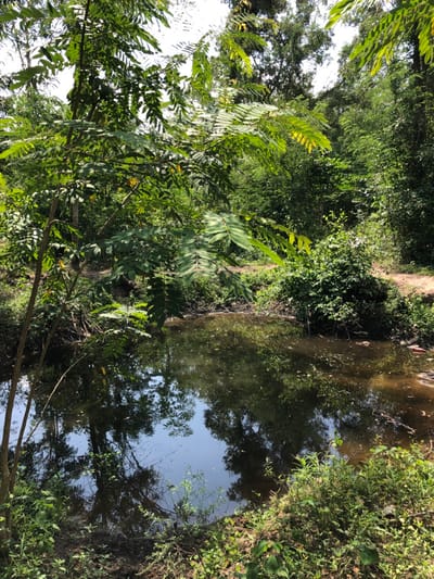The image displays a still, murky water body within a densely vegetated outdoor environment in Gbawe, Ghana. The water's surface reflects the overhead sky and surrounding green foliage. In the foreground on the left, a prominent tree with numerous pinnately compound green leaves extends into the frame, partially obscuring the water. The banks of the water body are uneven and composed of dark soil, bordered by various green grasses and low-lying shrubs. Minor discarded material, consistent with plastic refuse, is visible near the right edge of the water. The background is dominated by a thick expanse of diverse green trees and dense undergrowth, indicating an overgrown or natural forested setting under daylight conditions. No human presence or identifiable man-made structures are observed within the scene.