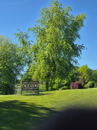 The image presents a landscape scene under a clear blue sky, likely captured during the day in Lenningen, Luxembourg. The primary focus is a wooden bench with a distinctive back design, situated amidst lush green foliage. A large tree with vibrant green leaves partially obscures the bench. The background includes manicured lawn, additional trees, and possibly shrubbery of varied colors, including a burgundy bush. The scene has strong sunlight, creating defined shadows on the grass. There are no people visible.