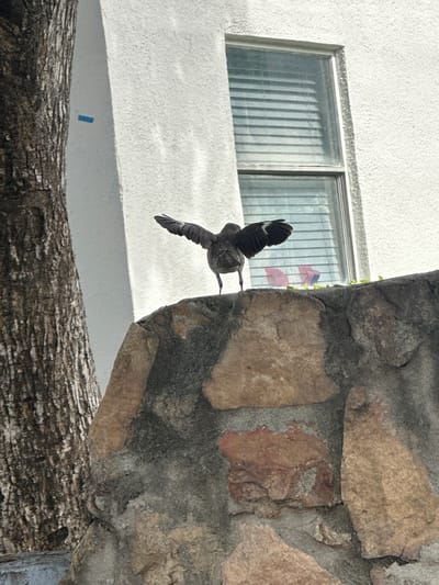 A gray bird with its wings spread is perched on a stone wall. Behind the bird is a white stucco building with a window. The window has horizontal blinds. Two small American flags are visible through the window, partially obscured by greenery. To the left of the building is the trunk of a tree. The image appears to be taken outdoors during the day. The location is the city of North Bay Village, United States of America.