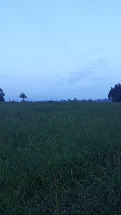 The scene depicts an expansive field of dark green, uncultivated grass under a pale blue sky, identified as being located in Ndeiya, Kenya. The lower two-thirds of the frame are filled with dense, upright blades of grass. A faint treeline marks the distant horizon, interspersed with individual trees, notably a slender tree left of center and denser foliage clusters on the far left and right. Indistinct terrain features or structures are faintly visible along the distant horizon. The upper third displays a uniform, pale blue sky with a few faint clouds near the right horizon. No people, animals, or explicit man-made objects are present. The low, diffused light suggests a twilight or early morning setting in a rural environment.