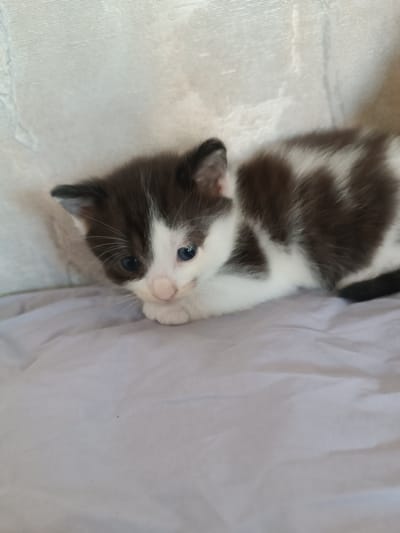 A black and white kitten is lying on a wrinkled, light purple surface, likely a blanket or fabric. The kitten is facing to the right, with its head turned towards the viewer. It has large, dark blue eyes, a pink nose, and white whiskers. Its fur is a mix of black and white patches. The background is a textured, off-white surface, possibly a wall or curtain. The lighting appears to be natural and diffused. There is no visible indication of the city of Hlobyne, Ukraine.
