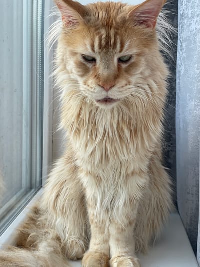 A long-haired ginger cat with green eyes is sitting on a windowsill in Rozsoshentsi, Ukraine. The cat is facing forward and has a fluffy mane. To the left of the cat is a window with vertical blinds. To the right of the cat is a gray curtain.