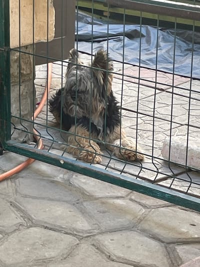 A shaggy, dark and tan dog is sitting behind a green metal fence. The dog's fur is matted and appears unkempt. It is looking down, with its head slightly tilted. The dog is on a stone patio, with a coiled orange hose visible to the left. In the background, a large sheet of black plastic is spread out. The scene is outdoors, and the lighting suggests it is daytime. The location is identified as Vysokyi, Ukraine.