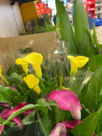 This close-up image presents a vibrant display of Calla lilies, likely photographed in a retail environment in Bari, Italy. The primary subjects are bundles of Calla lilies, showcasing striking yellow and fuchsia-pink blooms (spathes). Each bunch is individually wrapped in clear plastic sleeves, suggesting they are prepared for sale or transportation. Lush green, lance-shaped leaves, some speckled with white, frame the colorful flowers.
The background is softly blurred, indicating an indoor commercial setting such as a supermarket or a flower shop. Vague shapes of shelves or display units with hints of red, blue, and yellow can be discerned. A brown cardboard box is partially visible on the right side of the frame, reinforcing the retail context. The lower left of the image reveals a light-colored floor, consistent with an indoor store. The scene suggests flowers arranged for customer selection, though no direct human activity is visible.
The lighting appears to be artificial, typical of an indoor commercial space. No specific visual cues within the image directly confirm the Bari, Italy location. In the distant, blurred background, extremely faint and unreadable text fragments are visible on red and yellow surfaces, including what might be "ile tie" on a red element and part of a logo on a yellow surface, but these are too indistinct to provide meaningful context. The overall impression is one of fresh, brightly colored flowers awaiting purchase.