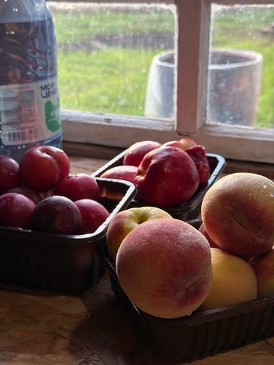 The image displays a collection of fresh fruit, specifically peaches and plums, arranged in dark plastic containers. These containers are positioned near a rustic wooden window with a slightly grimy pane, offering a blurred view of green foliage and what appears to be a rural outdoor setting. The window frame is weathered, suggesting an older structure.
To the left of the fruit containers is a partially visible plastic bottle of water. The label on the bottle features blue and white text, with the prominent Cyrillic words "МОЯ ЦЕНА" (Moya Tsenа), meaning "My Price."
The lighting in the scene suggests it is daytime, likely with natural light filtering through the window. The overall mood is serene and domestic, with the focus on the fresh produce. The presence of the window and the outdoor view hints at a location in Russia, potentially in a more natural or agricultural environment given the greenery. There are no people visible in the image. The fruit appears to be ripe and recently washed, with visible water droplets on some of the plums.