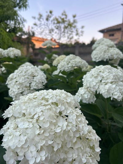 The image shows a close-up view of several large, white hydrangea flower clusters against a blurred background of trees, houses, and the sky. The hydrangeas are in the foreground and mid-ground, with their numerous small petals creating a fluffy texture. The background features a building with an orange roof, a darker building, and some green foliage. Power lines are visible stretching across the upper portion of the image. The overall lighting suggests it is either early morning or late evening. The location is specified as Salmanovo, Bulgaria. There are no people or actions depicted in the image.