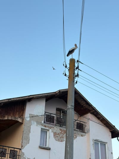 A white stork stands on top of a concrete utility pole, its body angled to the left, facing away from the camera. The stork has black feathers on its wings and tail, and a long, red beak. The utility pole is gray and has several ceramic insulators attached to it, with electrical wires running horizontally from the pole. Behind the pole, a pale pink building with peeling paint and exposed brick is visible. The building has a weathered wooden roof and balconies with dark metal railings. To the left of the building, a portion of a covered walkway with a wooden roof is visible. In the upper left quadrant of the sky, a small bird in flight can be seen. The sky is clear and light blue. The scene appears to be in Dolni Dabnik, Bulgaria.