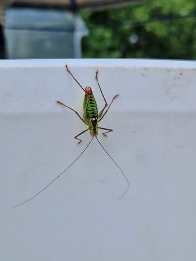 A green katydid is perched on a white surface. The insect has long antennae and red markings on its head. The background is blurred, showing greenery and a structure that appears to be part of a building. The scene is outdoors, with natural light illuminating the subject. The location is not specified to be in German, Bulgaria.