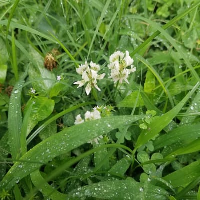In Virginia Beach, USA, this close-up, high-angle photograph captures a cluster of white clover flowers interspersed with lush green grass and leaves, all glistening with numerous water droplets. The foreground is dominated by blades of grass, some broad and others narrow, speckled with dew. In the mid-ground, two white clover flower heads are prominently featured. The left clover flower has a tiny insect resting on its petals, and the right flower is slightly out of focus. Behind these, a few smaller, delicate pinkish-white flowers with four pointed petals are scattered amongst the foliage. The background is a soft blur of more green grass and leaves, with a dried, brown seed head visible on the left. The lighting suggests an overcast or post-rain environment, with diffused light creating subtle reflections on the water droplets. The overall impression is one of natural, damp vegetation.
