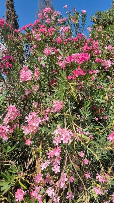 This image captures a dense thicket of pink oleander flowers and green foliage under a clear blue sky. The oleander bush appears to be lush and in full bloom, with clusters of delicate pink flowers interspersed among long, narrow green leaves. Some branches are visible, with a few dead leaves and twigs adding texture to the scene. The overall impression is one of vibrant natural growth, suggesting a warm, sunny day. The mention of Kfar Saba, Israel, places this scene within a Mediterranean environment, known for its flowering shrubs. The image is taken from a low-angle perspective, looking up into the branches and flowers. There are no people or animals visible in the frame.