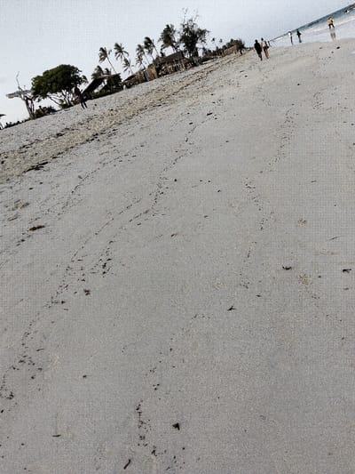 This image depicts a wide, slightly tilted coastal scene within the Gombato Bongwe ward, Kenya. The foreground is dominated by expansive, light grey-beige sand, marked extensively with small, irregular linear tracks and scattered dark organic debris. In the mid-ground, towards the left, a cluster of dense green trees, including several tall palm trees, rises above multiple rustic, possibly thatch-roofed structures. One indistinct human figure is visible standing near these structures. Further along the shoreline to the right, approximately five to seven human figures are observed walking individually or in small groups at the water's edge, some appearing to wade in shallow water. The calm ocean surface, reflecting the pale sky, meets the beach horizontally in the upper right. The sky overhead is a uniform, overcast light grey.