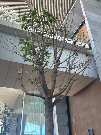 In Arnavutköy, Turkey, a close-up shot focuses on a tree with a rough, gray-brown trunk and many bare branches, some of which are trimmed. A few clusters of small, green leaves are scattered throughout the upper branches. The background is an architectural structure with horizontal white slats on the ceiling and a light gray wall with horizontal paneling. To the right, a large, angled concrete structure rises, with a wooden-paneled wall and the number "13" visible on it. A glass-paneled section of the building is visible on the left, reflecting a blue and white pattern.