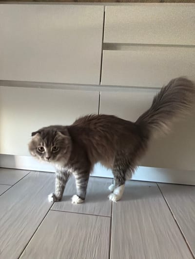 A fluffy gray and white cat with folded ears stands on a light-colored wooden floor in front of white cabinetry. The cat is facing left, with its head slightly turned towards the camera, and its tail is bushy and held high. The environment appears to be an indoor setting, possibly a kitchen or a hallway, in Vovchynets, Ukraine. The lighting is soft, creating a warm atmosphere.