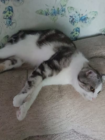 The image shows a cat lying on a textured, beige surface. The cat has tabby markings in gray and white. Its body is stretched out, and its head is turned to the right, with its gaze directed downwards and slightly to the left. The background appears to be a wall with a subtle floral or butterfly pattern. There are no people or other animals visible in the image, and no specific details suggest a location in Miasskoye, Russia.