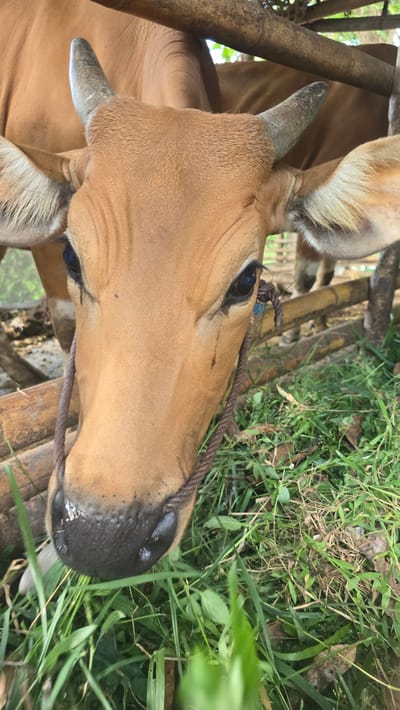A close-up shot focuses on a brown cow's head in Seririt, Indonesia. The cow is positioned near bamboo structures, likely part of its enclosure. A coarse rope is secured around its muzzle. The cow's dark eyes are visible, and short horns protrude from its head. Lush green grass surrounds the animal.