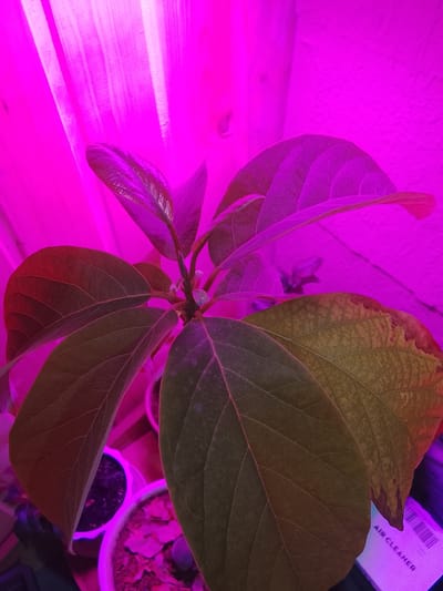 A close-up photograph reveals a potted avocado plant under artificial light, likely a grow light, as evidenced by the prominent pink hue saturating the image. The plant features several leaves, with one showing signs of yellowing and browning along the edges, indicating possible nutrient deficiency or disease. The plant sits amongst other potted plants, which are partially visible. An object with the words "AIR CLEANER" printed on it is also visible in the lower right corner. The backdrop appears to be a textured wall and a curtain.
There is no indication of this picture's location being in the city of Высокиничи, Russia.