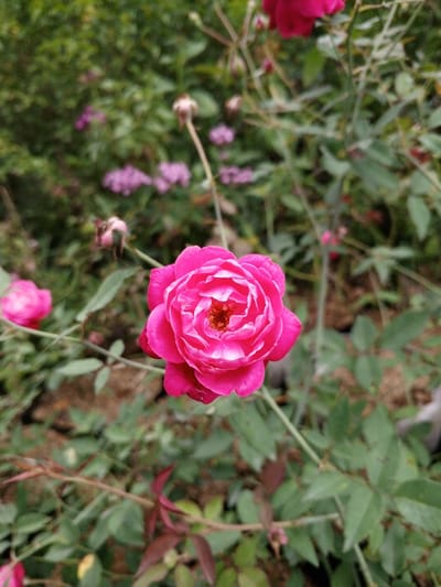 A close-up photograph captures a vibrant pink rose in full bloom, centrally positioned and in sharp focus, within an outdoor garden setting in the city of Weintiapa, Liberia. The rose features numerous tightly packed petals, displaying a gradient from deep fuchsia at the edges to lighter pink and white tones towards its core, where a cluster of orange-yellow stamens is discernible. The primary rose is attached to a slender green stem, with several green leaves partially visible in the immediate foreground and mid-ground.

The background consists of dense, out-of-focus green foliage from various plants. To the left and slightly below the main rose, a second blurred pink rose or bud is visible. In the upper portion of the frame, another indistinct red-pink rose is present. Scattered throughout the mid-ground, several thin stems bear blurred, brown-tipped rosebuds or spent flowers. Further back, clusters of small, out-of-focus purple or light pink flowers are discernible amongst the green leaves. Patches of dark brown soil or mulch are visible through gaps in the vegetation, particularly towards the bottom of the frame. The scene is illuminated by natural daylight.