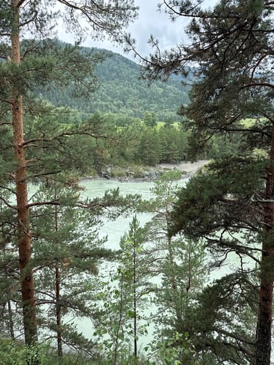 The image depicts a view of the Katun River in Chemal, Russia, framed by tall pine trees. The river, a pale turquoise color, flows through a rocky channel. The background shows a lush, green mountainside covered in dense forest. The sky is overcast with a gray, cloudy appearance. There are no people or animals visible in the scene. The environment appears natural and somewhat wild, with a focus on the interplay between the trees, river, and mountains.