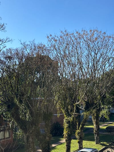 The image displays an outdoor scene in Canela, Brazil, under a clear, unobstructed blue sky. The foreground and midground are dominated by several mature trees, exhibiting mostly bare, intricate branch structures, suggesting a dormant or deciduous state. The trunks and numerous branches of these trees are heavily covered with dense green epiphytic growth, primarily ferns and mosses. In the background, visible through and between the trees, are portions of red-brick buildings with visible windows, indicative of residential or urban structures. Ground level elements include manicured green grass areas and sections of concrete pathways. A small portion of a light-colored vehicle is visible in the lower right corner of the frame. No individuals are present, and no actions or interactions are depicted.