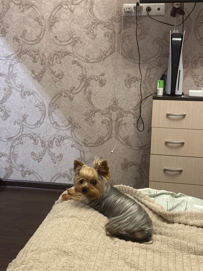 A Yorkshire Terrier is peeking over the edge of a beige, textured blanket that covers a bed. The dog has long, greyish-brown hair with a lighter tan face and ears. Its eyes are dark and round, and it appears to be looking directly at the camera. The dog is nestled partially within the blanket, with its head and front paws visible.
In the background, on the left side of the image, is a wall with ornate, damask-patterned wallpaper in light beige and cream tones. A white wall outlet with three sockets is visible, along with various cables and a green power adapter plugged into one of the sockets. A black and white gaming console, likely a PlayStation 5, is mounted vertically on the wall. To the right of the wall, there is a piece of furniture with light-colored wooden drawers, each with a silver handle.
The overall setting appears to be an indoor bedroom, with soft lighting suggesting daytime. The dog's expression is curious and alert. The scene is static, with no overt activity other than the dog's presence. There is no visible text in the image.