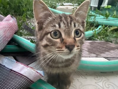 A close-up, eye-level shot focuses on a tabby kitten in what appears to be an outdoor, possibly rural setting. The kitten is looking directly at the camera with large, round eyes and prominent whiskers. Its fur is a mix of brown, black, and tan stripes. To the left and right of the kitten, there are sections of striped fabric, one with red and white stripes, the other with dark blue and white stripes. A green garden hose with lighter green stripes is visible running horizontally across the mid-ground, weaving through some greenery. The background consists of more greenery, some gravel, and a light-colored paving stone with a diamond pattern. There are no people visible in the image. The scene suggests a domestic or semi-domestic environment, possibly a yard or garden. Without further context, it is not possible to specify the exact location within Бауыржан Момышулы сельский округ, Kazakhstan.