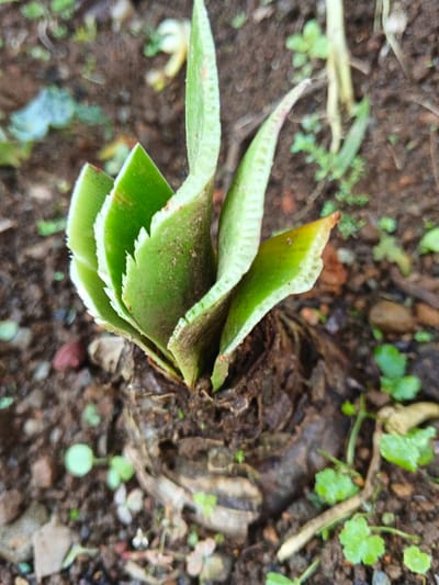 A plant with green leaves emerges from a thick, brown base in the soil. The leaves are folded and have a ruffled edge, some displaying hints of red. The soil surrounding the plant is damp and mixed with small rocks and clover. A few scattered plants and weeds are visible in the background, along with some decaying leaf matter.