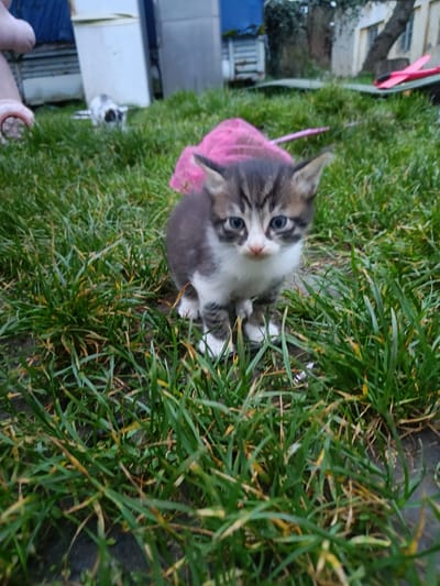 The photograph depicts a small kitten standing in a patch of green grass. The kitten has grey and white fur with a white chest and white paws. Its eyes are blue. Behind the kitten is a pink net-like object. In the background, various objects can be seen, including what appears to be a refrigerator, a building, and a pink object resembling a toy or clothing item. The location is given as Gulrypsh, Abkhazia. There is evidence of human presence in the image, with a foot wearing a sandal visible in the upper left corner. The environment seems to be an outdoor grassy area.