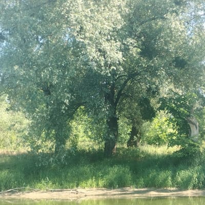 The image depicts a lush, verdant riverbank scene. Dominating the frame is a large, mature tree with a thick trunk and a wide canopy of silvery-green leaves. Sunlight filters through the foliage, creating dappled patterns of light and shadow. The tree stands on a grassy embankment, which slopes down to the edge of a calm body of water, likely a river or lake. The water reflects the surrounding greenery. In the background, more trees and dense vegetation create a sense of depth and natural abundance. The overall impression is one of a serene, natural environment, typical of a riverside landscape. This scene is presented as if it were located in the city of Sheptytskyi, Ukraine. There are no people or animals visible in the image, nor are there any man-made structures or activities. The focus is solely on the natural landscape.