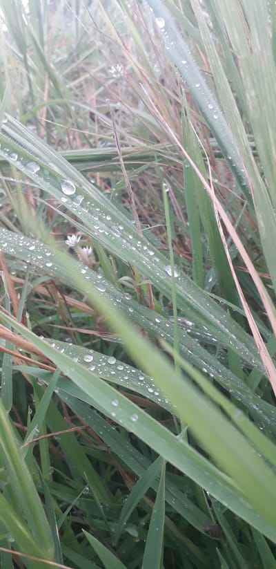 This image shows a close-up of green grass blades covered in dew drops. The blades are long and thin, with some appearing to be slightly bent or curved. The dew drops are scattered across the surface of the blades, reflecting light and adding a glistening effect. The background is blurred, suggesting a shallow depth of field, but it appears to be more grass and possibly some dry vegetation. The overall impression is one of a fresh, dewy morning in a grassy area. The scene is consistent with the natural environment found in Ogbomosho, Nigeria, characterized by lush vegetation, especially during the rainy season.