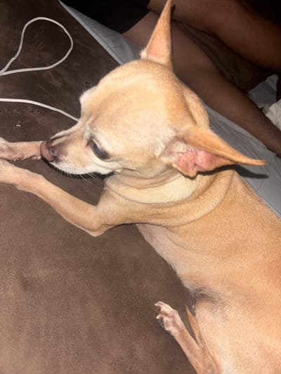 A fawn-colored Chihuahua dog is lying on a brown upholstered surface. The dog is positioned in the center of the image, its head tilted downward, with its front paws extended. A white cord is visible near the dog's head. A person's legs are visible in the upper left corner of the image, resting on a white sheet. The location is unknown.