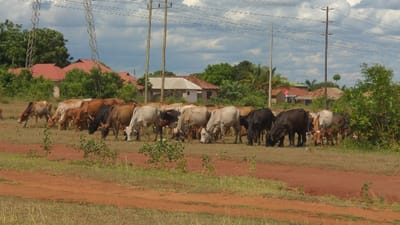The image displays an outdoor scene in Morogoro, Tanzania, under natural daylight conditions. A herd of approximately two dozen cattle, exhibiting varied coat colors including tan, light brown, dark brown, black, white, and spotted patterns, are dispersed across the midground. All visible cattle are actively grazing, with their heads lowered to consume sparse vegetation from the ground.
The foreground consists of reddish-brown dirt pathways or bare earth, interspersed with minimal dry grass and small green shrubs. The midground, where the cattle are situated, is characterized by patchy dry and green grass mixed with exposed reddish-brown soil.
In the background, a residential area is visible, featuring several single-story and multi-story buildings with predominantly red or grey corrugated roofs. These structures are partially obscured by dense green trees and other foliage. Extending across the background are multiple utility poles: two tall metal lattice-work electricity pylons are prominent on the left, and several wooden utility poles stretch across the mid-to-right, all supporting overhead power or communication lines. The sky is partly cloudy, displaying a mix of blue patches and white to grey cumulus clouds. No human figures are discernible in direct interaction with the cattle or immediate environment.
