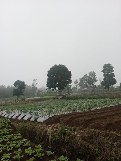 The image depicts an agricultural landscape in Joshi Vihir, India, under an overcast, light grey sky that occupies the upper 40% of the frame. The midground presents terraced cultivated fields. In the immediate foreground, rows of young, vibrant green leafy plants, consistent with lettuce or cabbage, are planted in dark brown soil. Adjacent to this, on the right foreground, is an area of freshly tilled dark brown earth. Further into the midground, rows of similar green plants are visible, many covered by white plastic mulch sheeting laid in diagonal strips. A small, rustic wooden shack with a corrugated metal roof stands within the midground, partially obscured by a low wooden pole fence. Numerous dark green trees, varying in height and canopy shape, are scattered throughout the midground and background, with a prominent, large-canopied tree near the frame's center. No individuals or animals are present. The diffused light indicates overcast or foggy atmospheric conditions.