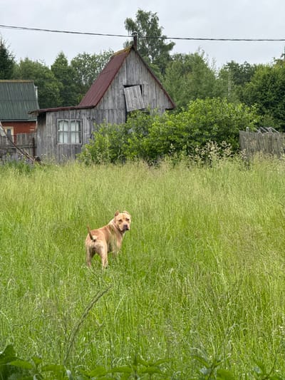An adult, light brown pit bull dog is standing in a field of tall, green grass. The dog is facing away from the camera, looking over its left shoulder. In the background, there is a dilapidated wooden building with a red roof, a green-roofed structure, trees, and a wooden fence. The sky is overcast. The scene appears to be in a rural or semi-rural area, likely the city of Severianin SNT, Russia.
