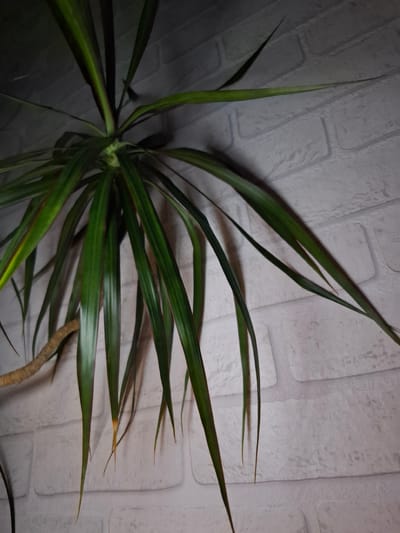 The image shows a Dracaena marginata plant indoors against a white brick-patterned wall. The plant has long, slender green leaves with reddish-brown edges. Some leaf tips are yellowed, possibly due to stress or environmental conditions. The plant's stems are visible near the base. The location is specified as Амзя, Russia, but there are no elements in the image to verify the location.