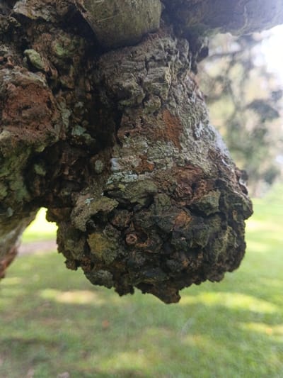 A close-up highlights the textured bark of a tree branch. Shades of brown, green, and gray are visible in the rough, uneven surface. Moss-like growth patches appear on the bark. The branch extends into the frame, juxtaposed against a blurred background of green grass and distant trees bathed in sunlight. The depth of field emphasizes the branch's intricate details, creating a sense of natural texture and organic form.