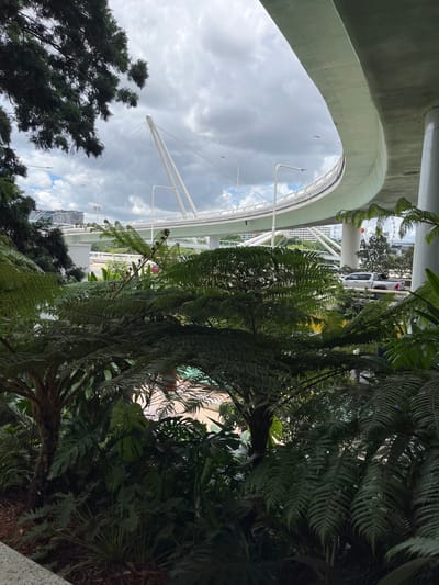 The image captures a vibrant, lush green environment juxtaposed with modern urban infrastructure under an overcast sky. The primary subjects are dense foliage, predominantly large fern fronds and other broad-leaved tropical plants, which fill the right side and bottom of the frame.

On the left side, a large, light green concrete archway, possibly part of a bridge or overpass, curves over the scene. Below this arch, a prominent white suspension structure is visible. This structure features a central mast from which numerous cables radiate, supporting a curved or circular pathway lined with modern white light poles.

In the background, through gaps in the foliage and structures, an overcast sky filled with grey clouds is visible, indicating daytime weather. Glimpses of a cityscape, including distant buildings, can be seen. On the far right, a white car, likely an SUV, is parked or driving, and a large Ferris wheel-like structure, possibly the Wheel of Brisbane, is partially visible behind trees and other urban elements. Dark green trees also appear on the far left, contrasting with the lighter greens of the foreground plants.

No specific activity or event is taking place; the scene is static. The setting is an urban environment with significant integration of natural greenery, consistent with Brisbane City, Australia's subtropical climate and modern architectural elements. There is no visible text.