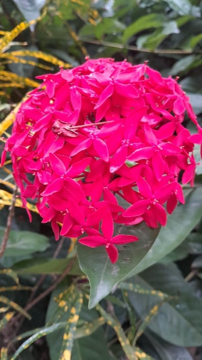 An extreme close-up photograph taken in Keudealue Ie Puteh, Indonesia, depicts a dense, hemispherical cluster of numerous small, bright fuchsia-red flowers. Each individual flower typically features four distinct petals. The flower cluster is centrally positioned, occupying a significant portion of the frame. Directly beneath the main flower cluster, a single broad, dark green leaf is visible, acting as a base or support for a portion of the flowers. The immediate background and surrounding areas consist of blurred foliage, primarily comprising various shades of green leaves. Some background leaves exhibit distinct yellow variegation or spots, indicating the presence of other plant species. The lighting is consistent with natural ambient light, illuminating the vibrant red hue of the flowers without harsh shadows. No individuals, animals, or artificial structures are present in the image.