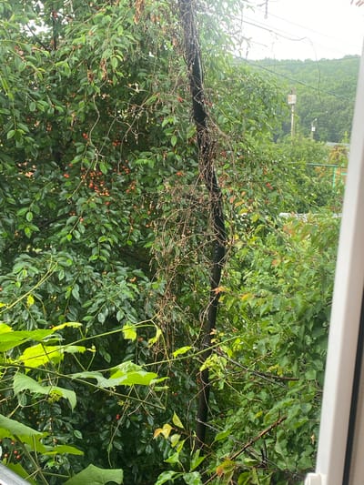 The image depicts an outdoor scene, likely in a backyard or garden area, with a dense canopy of green foliage and some reddish berries visible on branches. A dark, vertical pole, possibly a utility pole or fence post, is prominent in the center of the frame, draped with dry, vine-like tendrils. Several wires are strung across the upper portion of the image. In the background, a lush, green hillside with trees can be seen under an overcast sky. The overall impression is one of natural growth, possibly indicating a slightly overgrown or wild area within the city of Солнечная Поляна, Russia. No people or animals are visible in the image.
