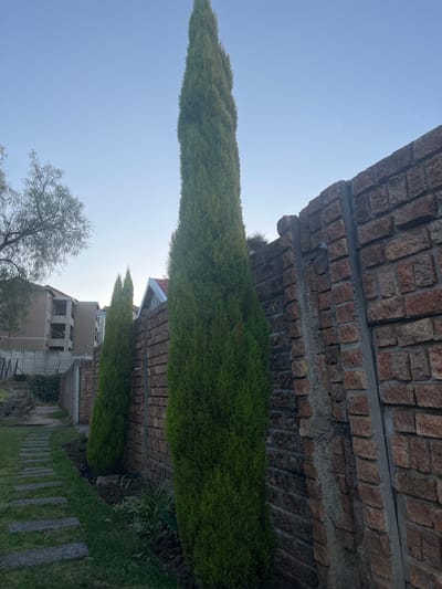 The image depicts an outdoor scene, likely a residential area, characterized by a stone wall, lush green cypress trees, a paved walkway, and buildings in the background. The sky is clear and blue, suggesting a daytime setting. The stone wall, constructed with reddish-brown bricks, runs along the right side of the frame, with a vertical concrete support visible. Two tall, slender cypress trees stand prominently in front of the wall. To the left, a pathway made of grey flagstones winds through a grassy area. In the background, several multi-story buildings with beige facades and balconies are visible. The overall impression is one of a well-maintained suburban or complex environment.
