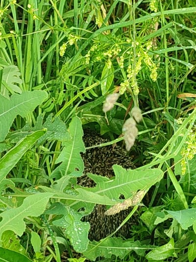 This media file shows a hedgehog nestled in lush green foliage. The hedgehog is partially obscured by the plants, with only its spiky back and head visible. The surrounding vegetation is dense, with various types of leaves and some small yellow flowers. Water droplets are visible on some of the leaves, suggesting it might have rained or that dew is present. The overall scene appears to be in a natural outdoor setting, possibly a field or meadow. The lighting suggests it is daytime, likely morning or late afternoon due to the soft light. The hedgehog appears to be resting or hiding, giving a sense of tranquility and stillness. The image does not contain any visible text. The location context is Eliukkasy, Russia.