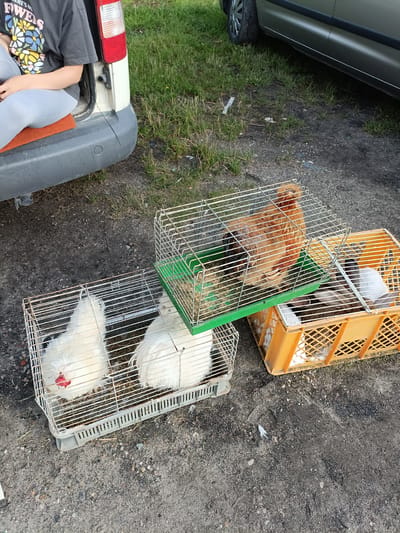 In Łosice, Poland, a person is partially visible sitting in the open trunk of a white van. The person is wearing a dark t-shirt with a colorful floral design and light gray pants. In front of the van, on the ground, are several cages containing animals. A white cage holds two fluffy white chickens with red combs. To the right of this cage, another white cage contains one brown and orange chicken. Next to that, an orange plastic crate holds what appear to be several rabbits, some white and gray. The ground is a mix of dirt and gravel, with some sparse green grass in the background. A portion of a dark-colored car is also visible in the upper right quadrant of the image.