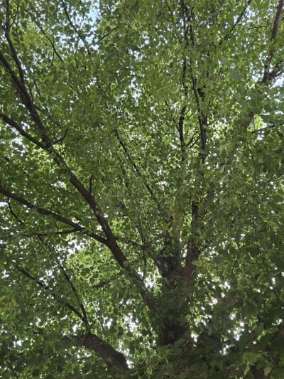 The image is a ground-level upward shot into the dense canopy of a tree. The leaves are a light green color, and sunlight filters through them creating bright highlights. Branches of varying thicknesses extend across the frame, some are in focus. The location is not discernible as Dolna Mitropolia, Bulgaria. There are no people or distinct objects besides the tree.
