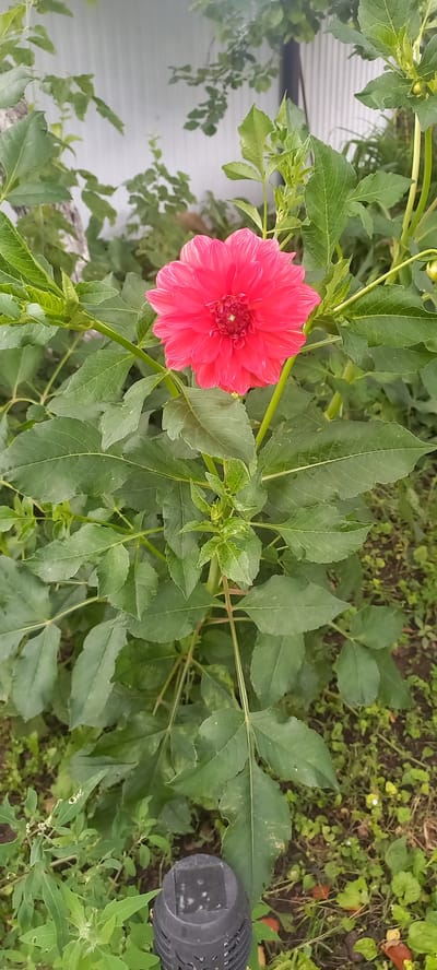 A vibrant pink dahlia flower blooms prominently in the center of the frame, its petals tightly packed and radiating outwards. The flower is surrounded by lush green foliage, with large, serrated leaves forming a dense backdrop. The background shows a light-colored corrugated metal fence, partially obscured by the greenery and branches. The scene appears to be outdoors, in a garden setting. A small black object, possibly a garden light, is visible at the bottom right corner of the image. The image does not contain any individuals or visible actions. The location is specified as Идрисово, Russia.