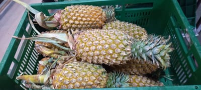 The image displays a close-up, elevated view of multiple ripe pineapples packed into a vibrant green plastic crate. The pineapples exhibit a golden-yellow color with hints of green and brown on their textured, segmented skin, indicative of ripeness. Each fruit features a spiky green crown, although some of the crown leaves show signs of drying or browning.

The green plastic crate has a slatted design, commonly used for storing and transporting fresh produce. The pineapples are densely arranged within the crate, suggesting they are either in storage, awaiting transport, or on display in a market setting. The scene appears to be indoors, under artificial lighting, as indicated by the consistent illumination and the slightly blurred background which offers no distinct outdoor features. No people are visible in the frame, and there is no discernible text. This scene is located in Moo 1, Thailand, showcasing typical produce handling.