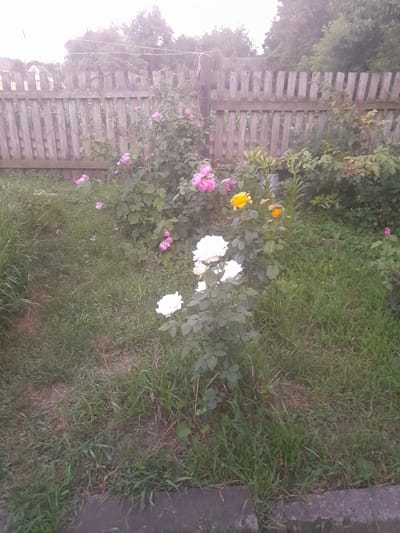 In the city of Kliushnykivka, Ukraine, this image captures a garden scene with a rustic wooden fence in the background. The fence is made of vertical, weathered wooden planks with horizontal supports. In front of the fence, a variety of flowers are in bloom. Pink roses are clustered on bushes, and there are also white roses, yellow roses, and orange flowers. The garden floor is covered in green grass, with some patches of exposed earth. The overall impression is of a slightly overgrown, natural garden setting.